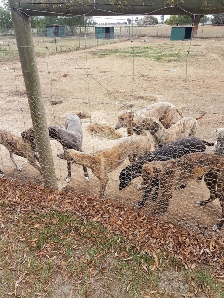 Racing Greyhound Puppies