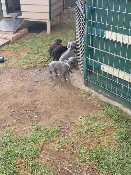 Racing Greyhound Puppies