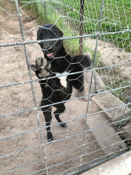 Racing Greyhound Puppies