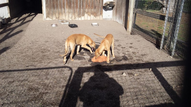 Racing Greyhound Puppies