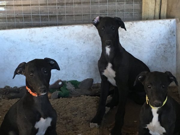 Racing Greyhound Puppies