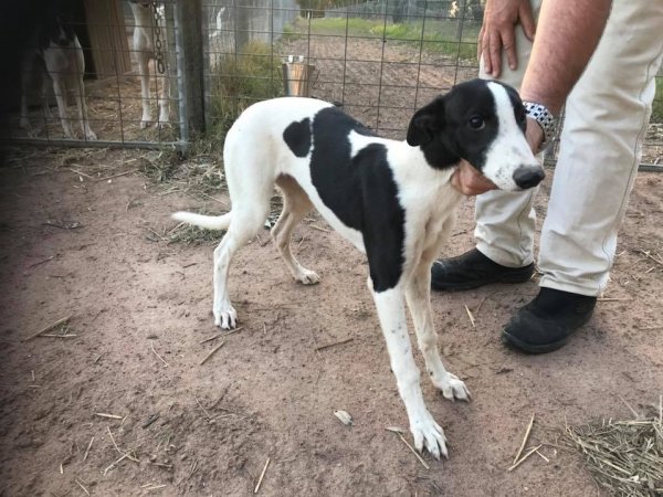 Racing Greyhound Puppies