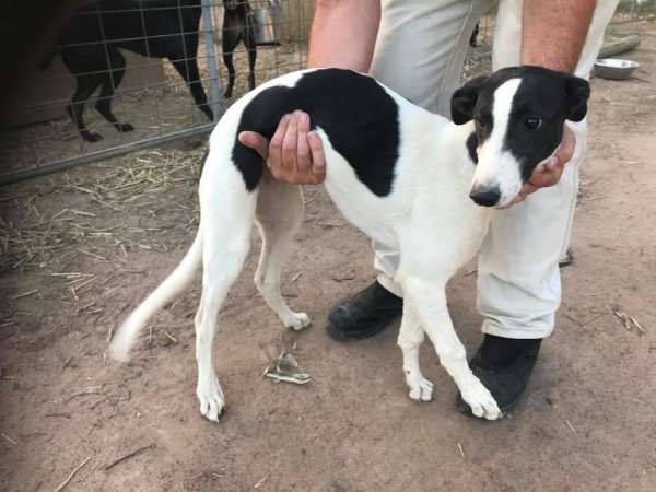 Racing Greyhound Puppies