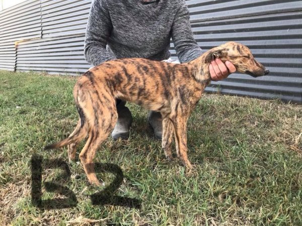 Racing Greyhound Puppies