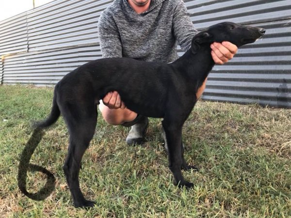 Racing Greyhound Puppies