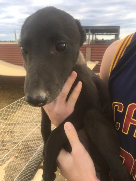 Racing Greyhound Puppies