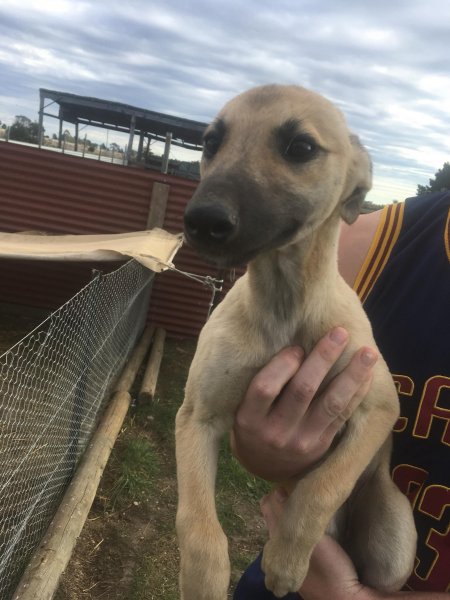 Racing Greyhound Puppies