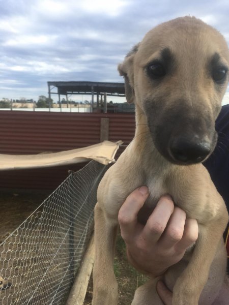 Racing Greyhound Puppies