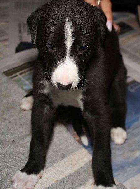 Racing Greyhound Puppies