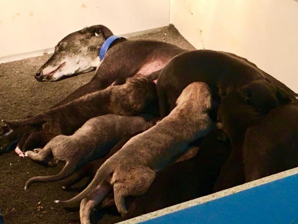 Racing Greyhound Puppies