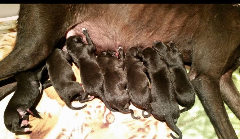 Racing Greyhound Puppies