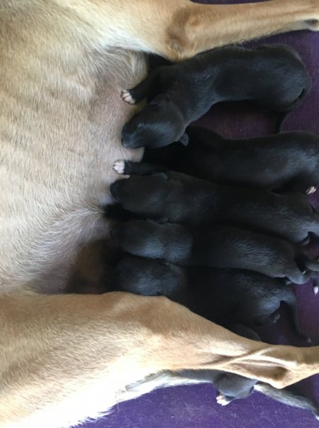 Racing Greyhound Puppies