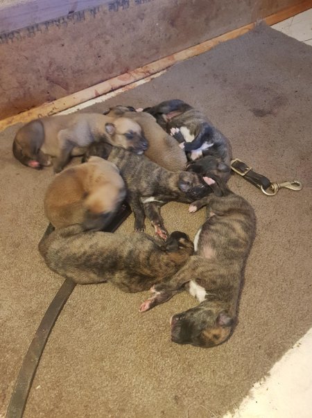 Racing Greyhound Puppies