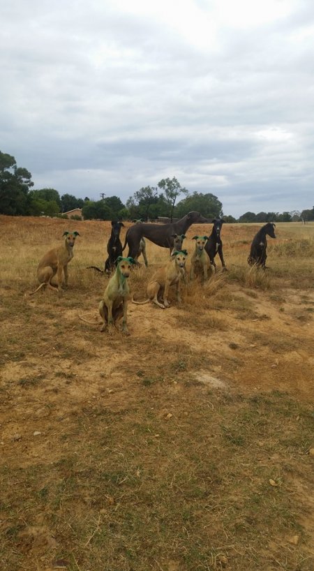 Racing Greyhounds