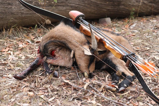 Bowhunting - Wild Goats