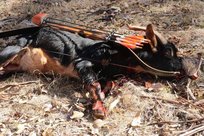 Bowhunting - Wild Goats