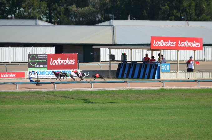 Greyhound Racing