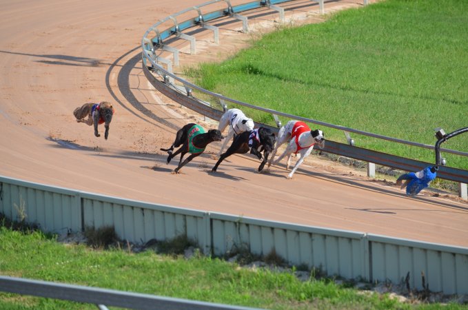 Greyhound Racing