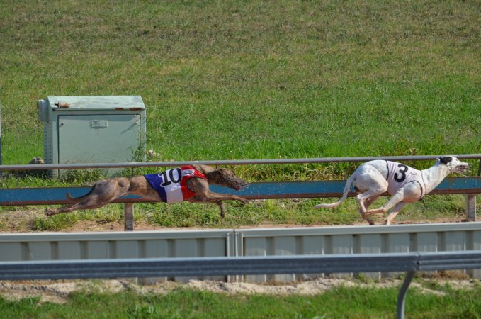 Greyhound Racing