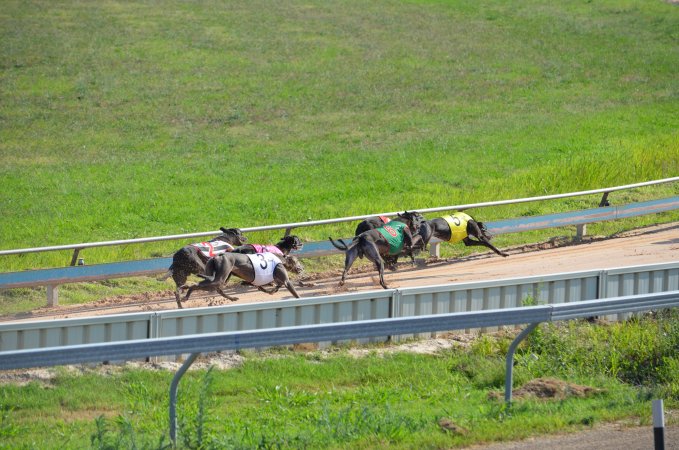 Greyhound Racing