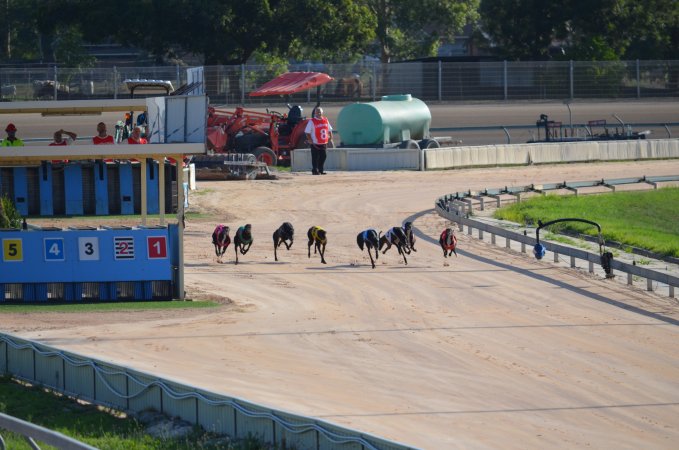 Greyhound Racing