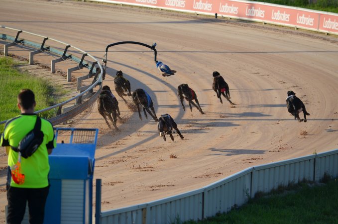 Greyhound Racing