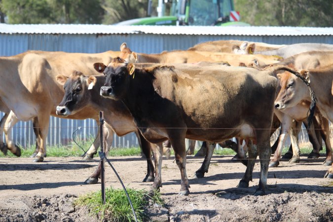 Dairy Cow at Caldermeade