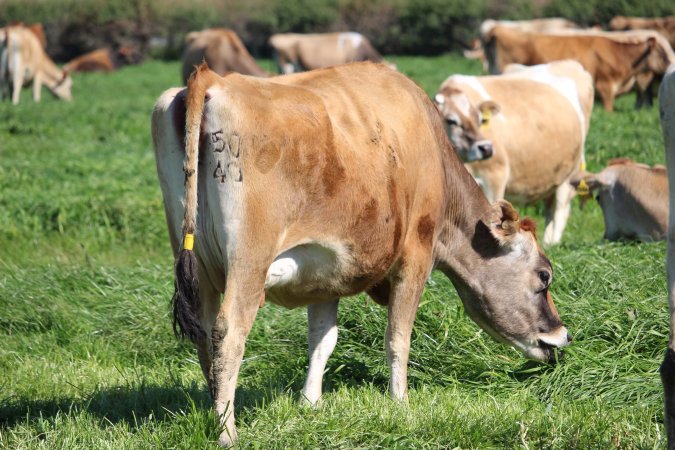 Branding on a dairy cow at caldermeade