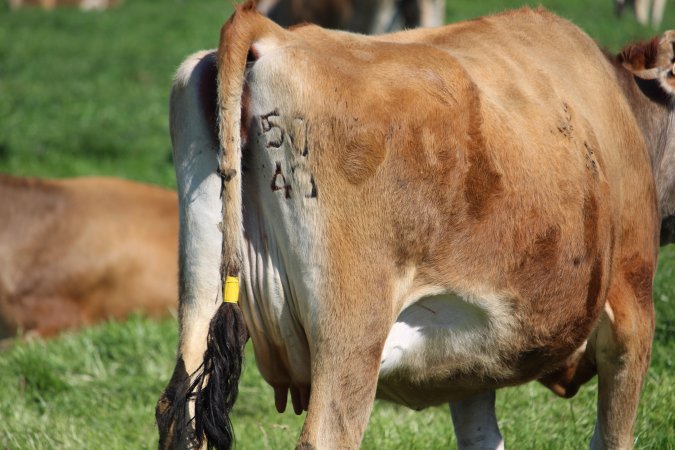 Branding on a dairy cow at caldermeade
