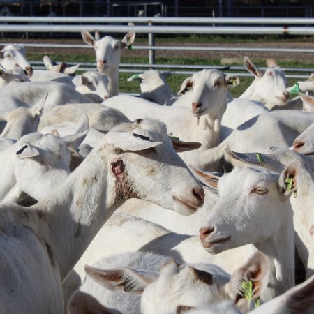 Open sore on the face of a goat at Gippy Goat