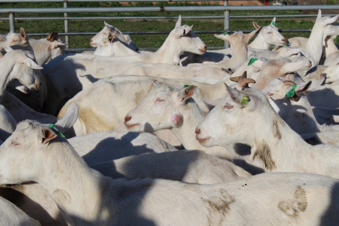 Large Abcess on the face of a goat at Gippy Goat