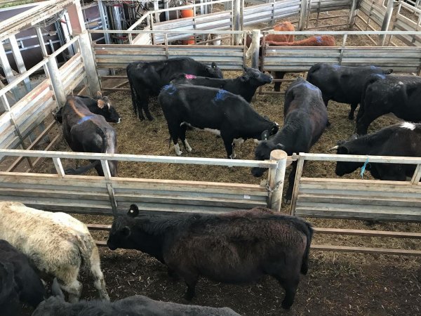 Pakenham Saleyards (Victorian Livestock Exchange)