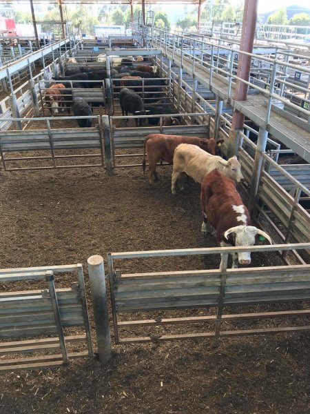 Pakenham Saleyards (Victorian Livestock Exchange)