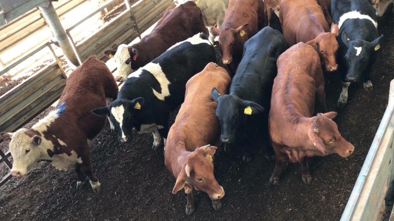 Pakenham Saleyards (Victorian Livestock Exchange)