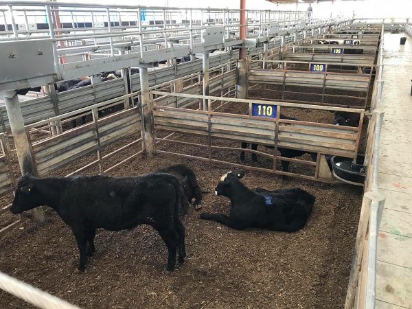 Pakenham Saleyards (Victorian Livestock Exchange)