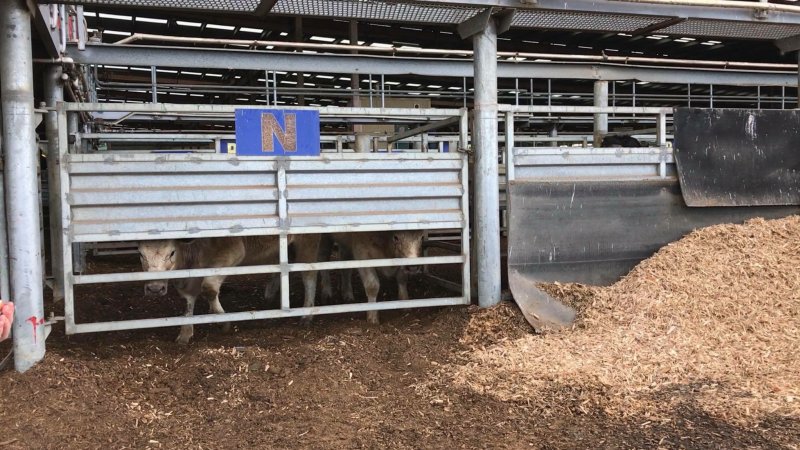 Pakenham Saleyards (Victorian Livestock Exchange)