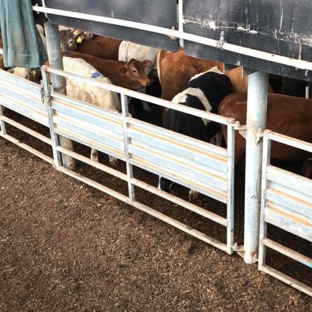 Pakenham Saleyards (Victorian Livestock Exchange)