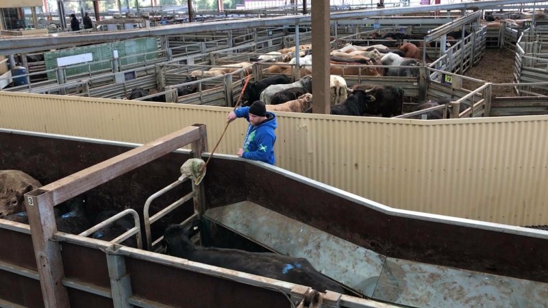 Pakenham Saleyards (Victorian Livestock Exchange)