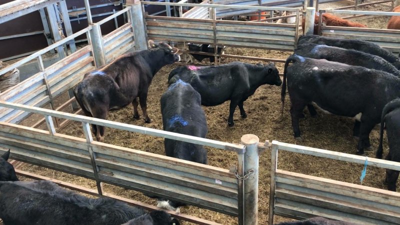 Pakenham Saleyards (Victorian Livestock Exchange)