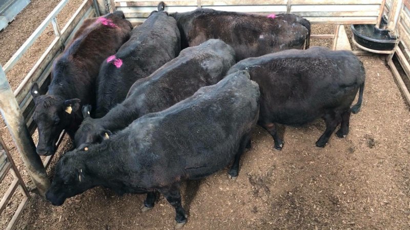 Pakenham Saleyards (Victorian Livestock Exchange)