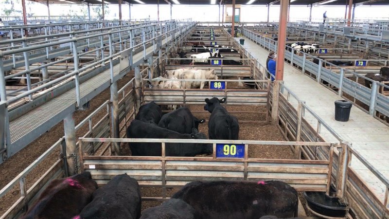 Pakenham Saleyards (Victorian Livestock Exchange)