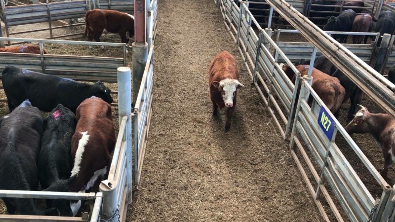 Pakenham Saleyards (Victorian Livestock Exchange)