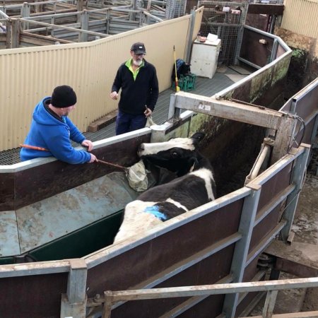 Pakenham Saleyards (Victorian Livestock Exchange)