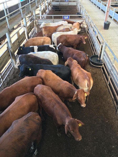 Pakenham Saleyards (Victorian Livestock Exchange)