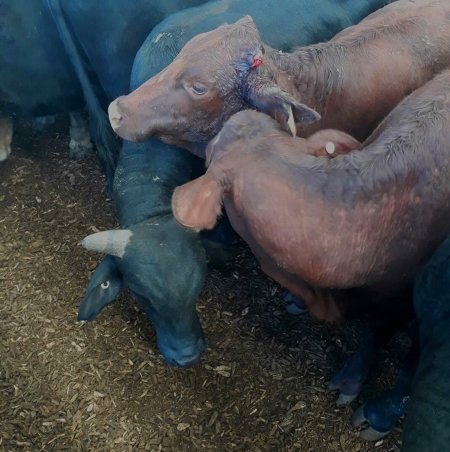 Bleeding horn at Pakenham Saleyards (Victorian Livestock Exchange)