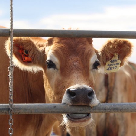 Cow at Caldermeade