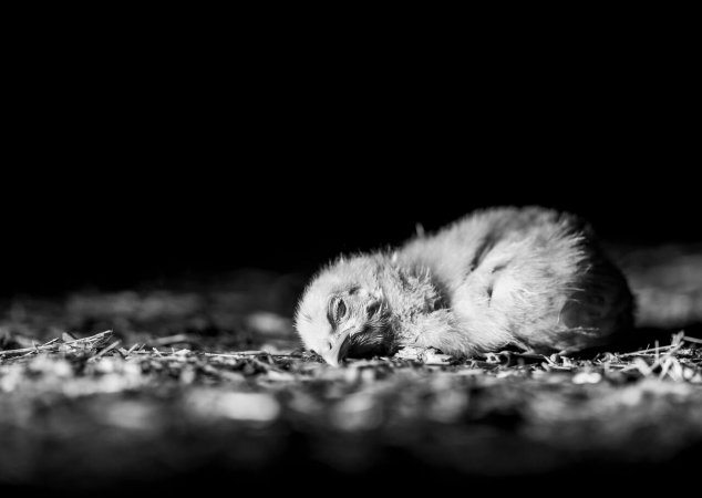 Not Alone