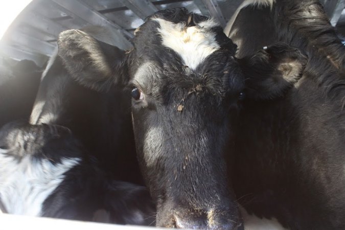 American Halal Meats November 7th, 2018