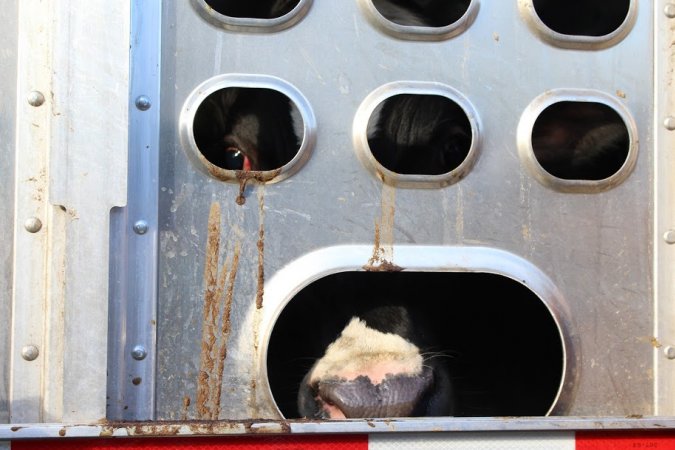 American Halal Meats November 7th, 2018