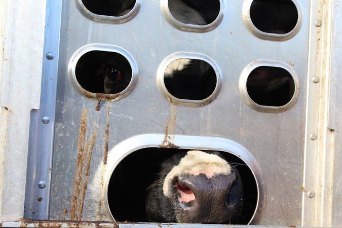 American Halal Meats November 7th, 2018